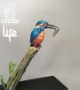 IMG_5326 IMG_5326