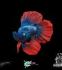 Betta Fish 2 ws Betta Fish 2 ws